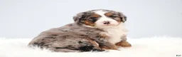 Mini Bernedoodle dogs for sale: Fido - Ad 16