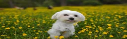 Maltese dogs for sale: Korean Babydoll Snowball  - Ad 8