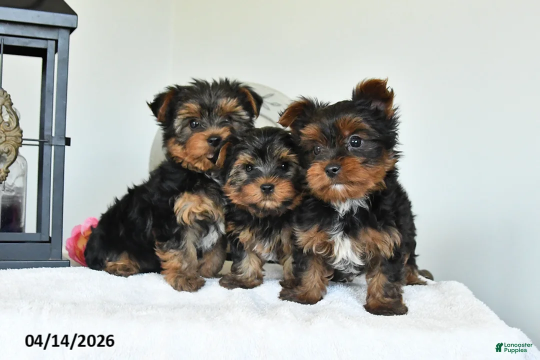 Yorkshire Terrier dogs for sale: Joe - Ad 3