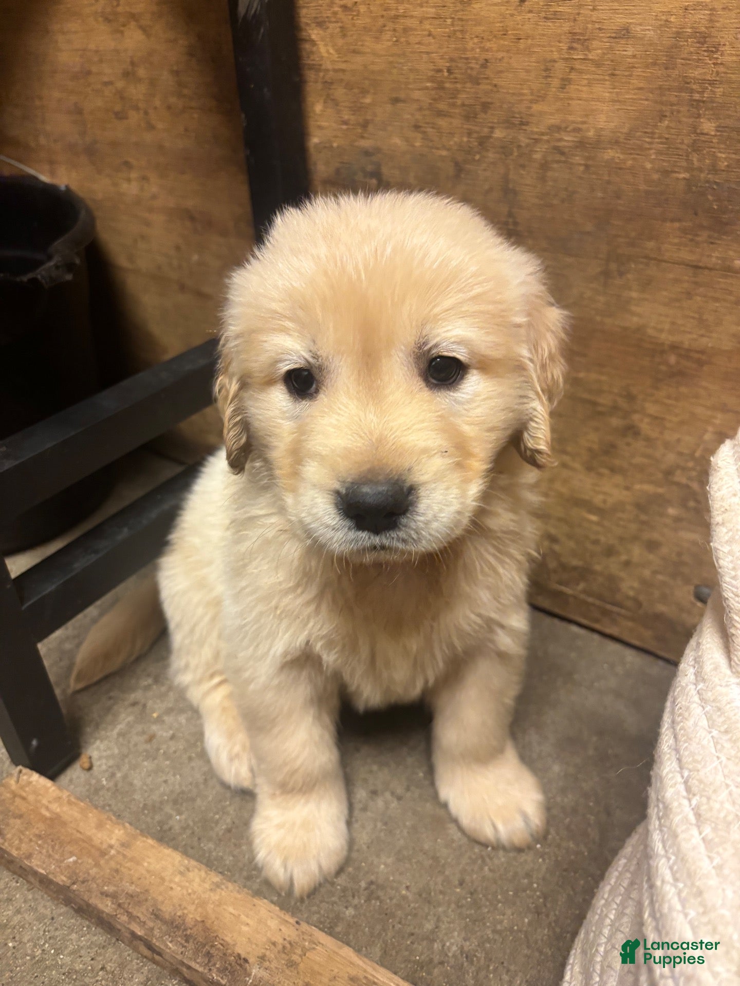 Golden Retriever dogs for sale: Golden Retriever 1 - Ad 9
