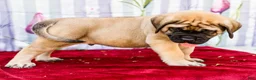 English Mastiff dogs for sale: Max - Ad 7