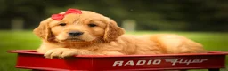 Golden Retriever dogs for sale: Hunter💙 - Ad 14