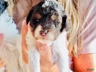 Miniature Poodle dogs Boy 2 - Ad 15