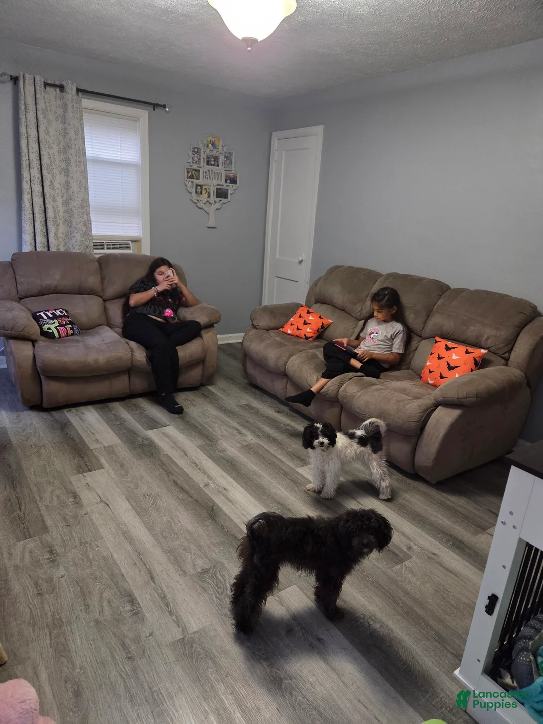 Mixed Breed dogs for sale: Mixed Breed Puppy 1 - Ad 4