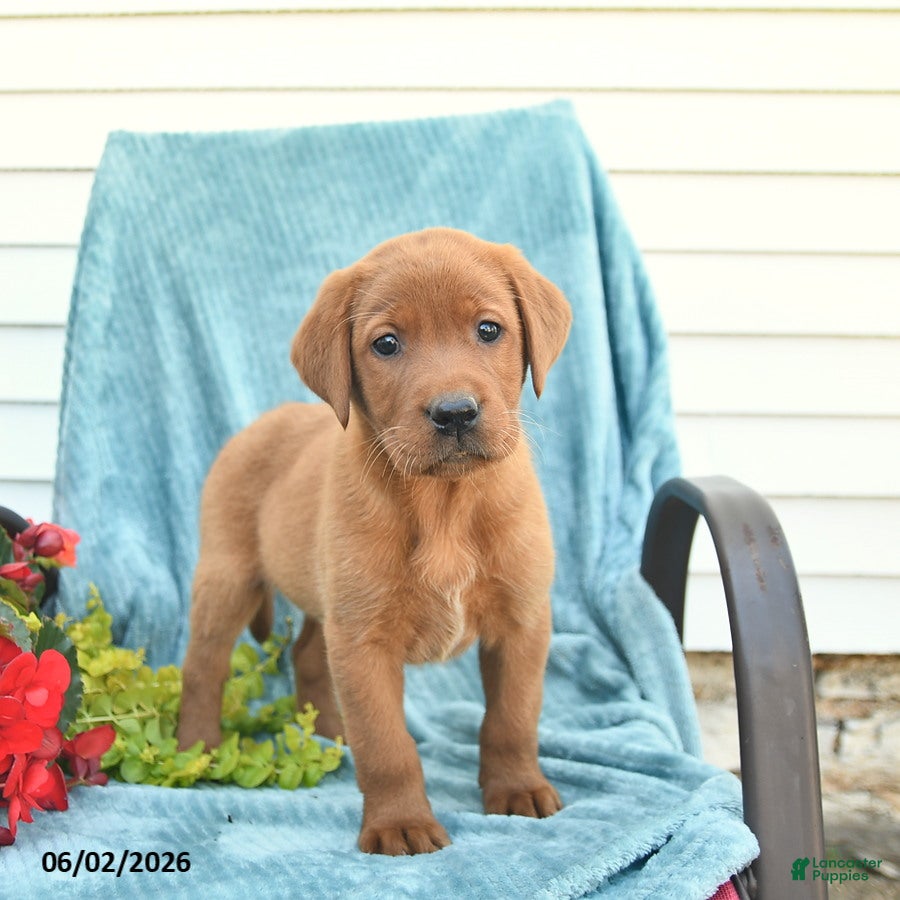 Labrador Retriever dogs for sale: Mango  - Ad 5