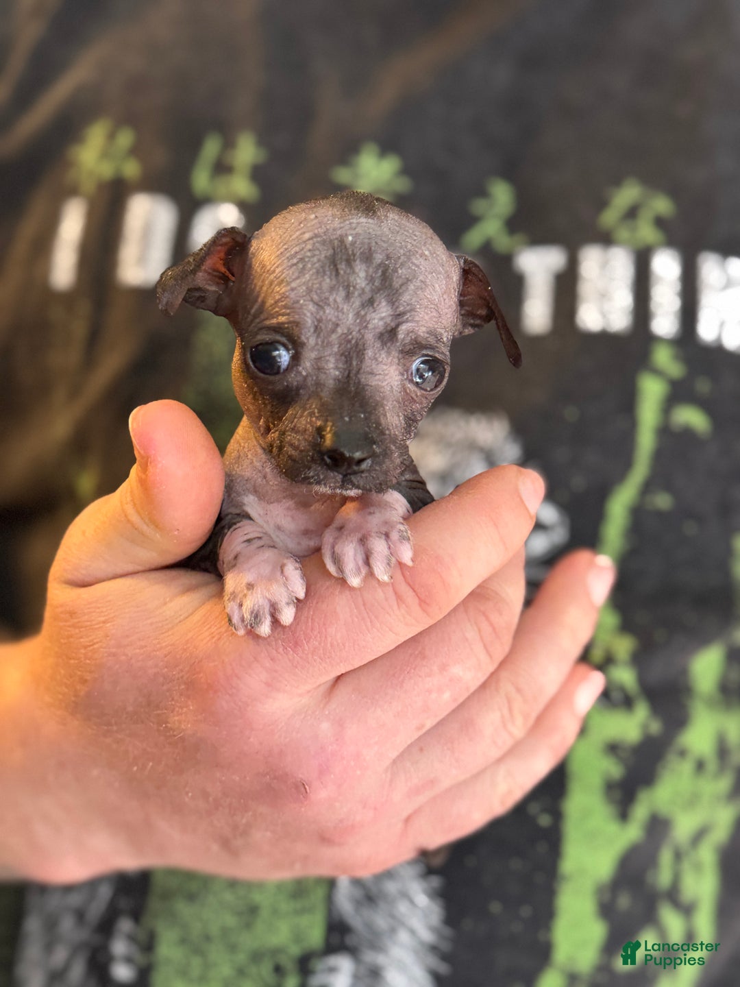 Mixed Breed dogs for sale: Bravo - Ad 4