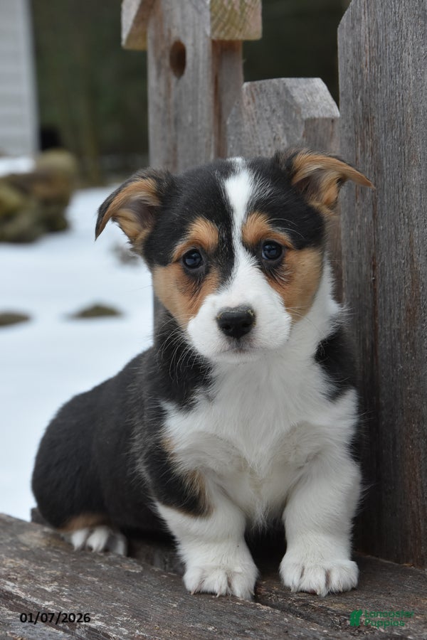 Welsh Corgi Pembroke dogs Dixion - Ad 25