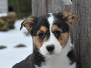 Welsh Corgi Pembroke dogs for sale: Dixion - Ad 2