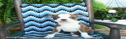 Boston Terrier dogs for sale: Tucker - Ad 4