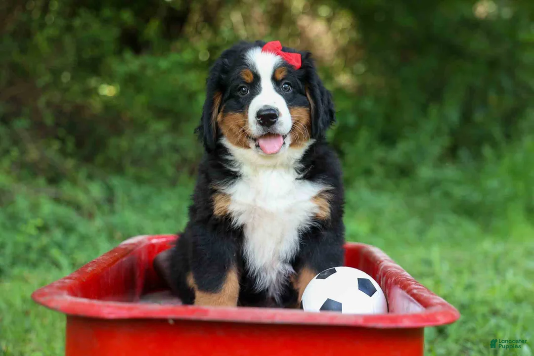Bernese Mountain Dog dogs for sale: SPIKE - Ad 2
