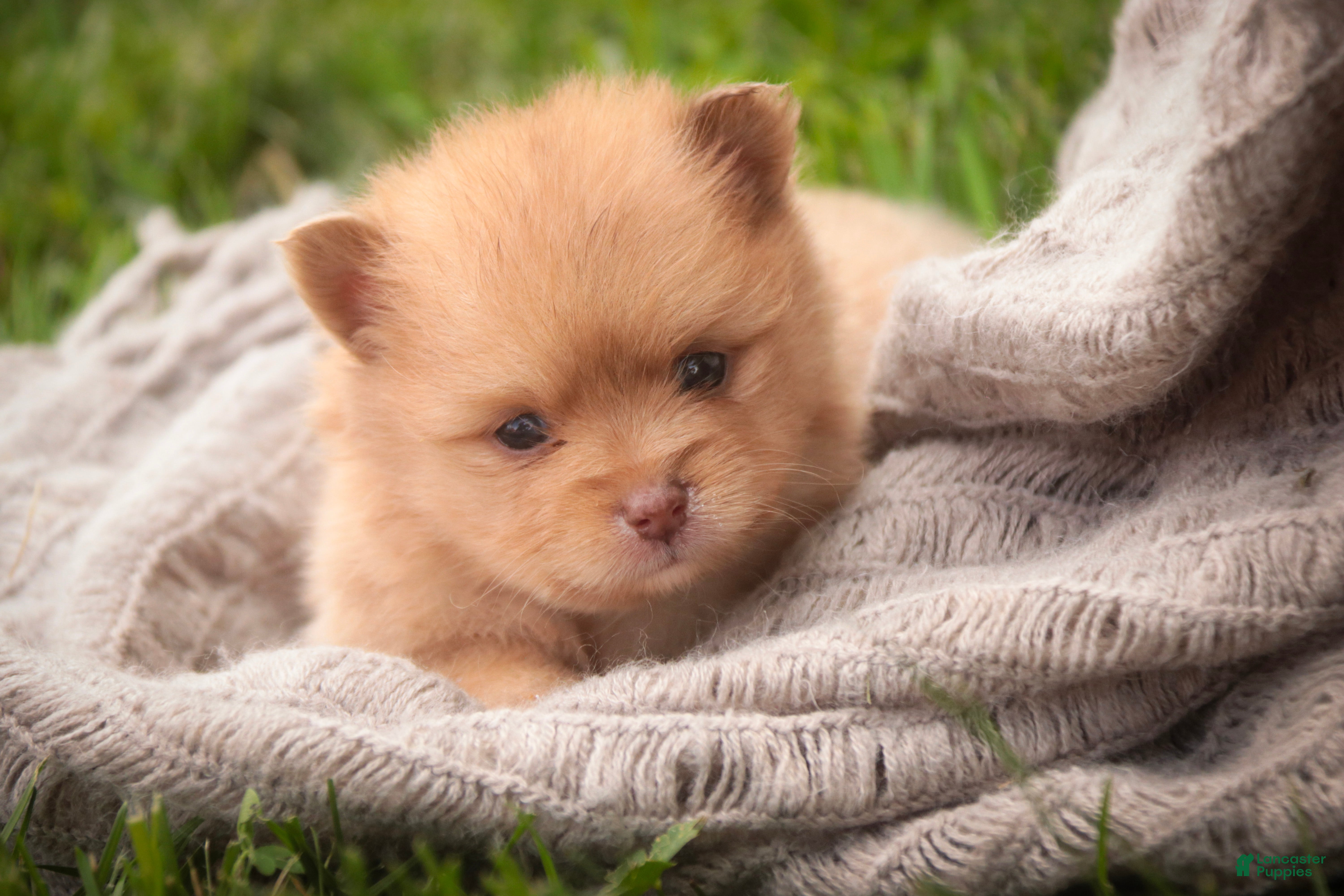 Pomeranian dogs Toulouse Pomeranian  - Ad 2