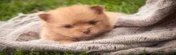 Pomeranian dogs for sale: Toulouse Pomeranian  - Ad 2