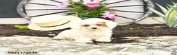 Toy Poodle dogs for sale: Meringue - Ad 4