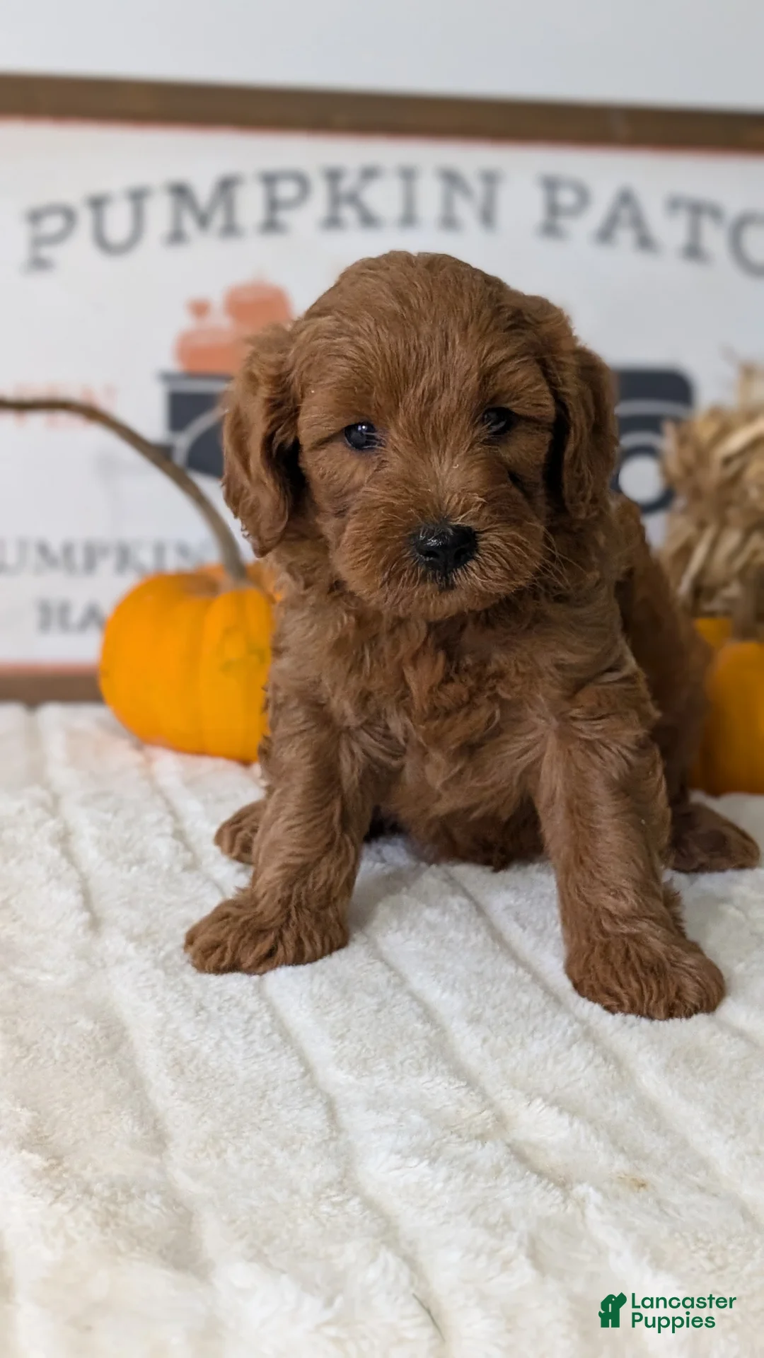 Mini Goldendoodle dogs for sale: Axel - Ad 2