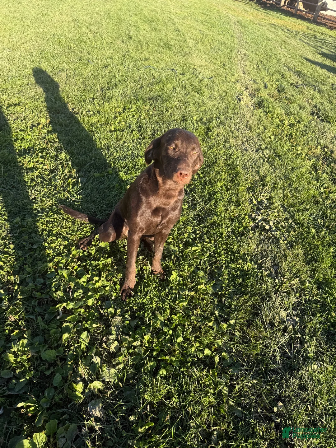 Labrador Retriever dogs for sale: Labrador Retriever 1 - Ad 2