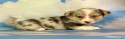 Welsh Corgi Pembroke dogs for sale: Aca Dozer Bluie Merle with full tail fluffy carrier triple clear - Ad 7