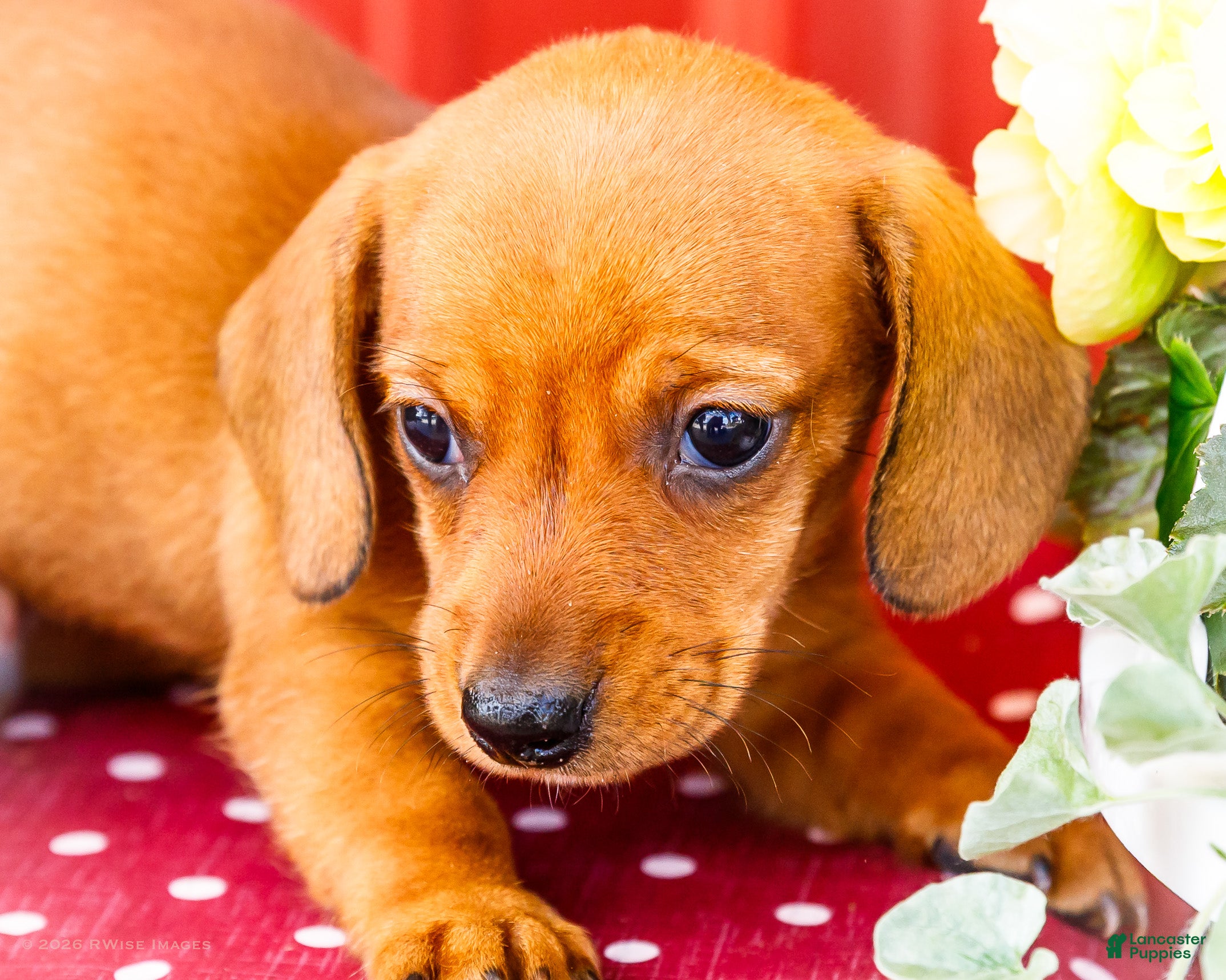 Miniature Dachshund dogs Ruben - Ad 2