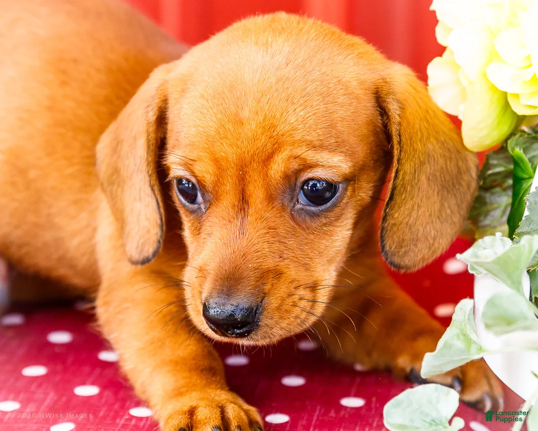 Miniature Dachshund dogs for sale: Ruben - Ad 2
