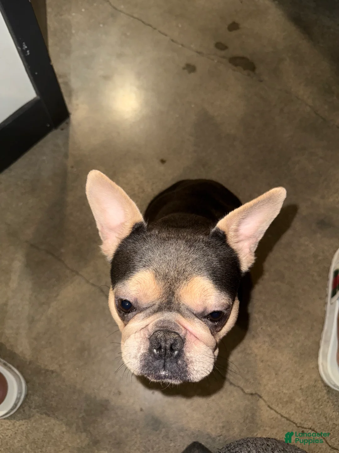 French Bulldog dogs for sale: Snow White - Ad 10