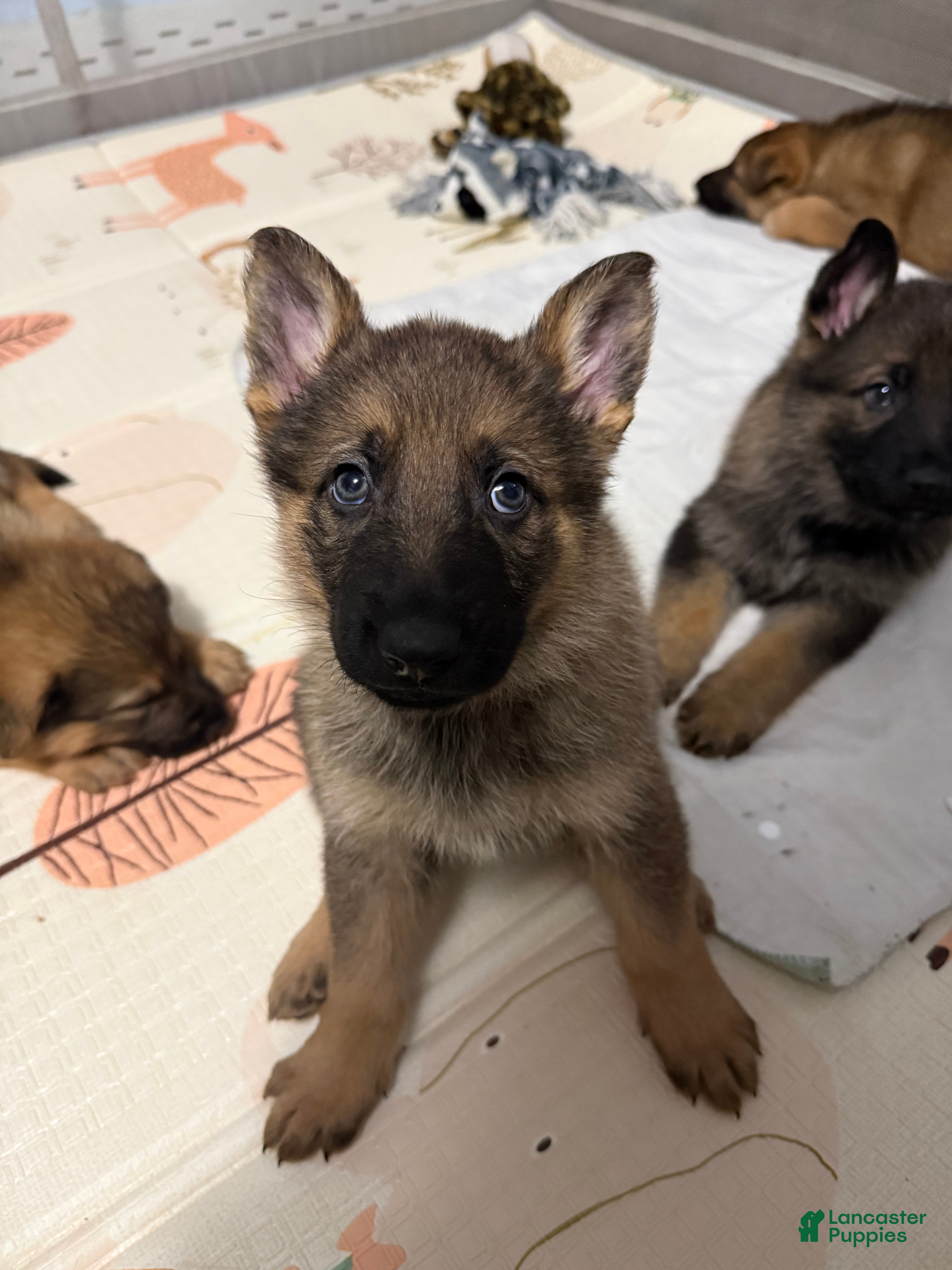 German Shepherd dogs Rex - Ad 9