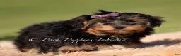 Yorkiepoo dogs for sale: Ziggy - Ad 3