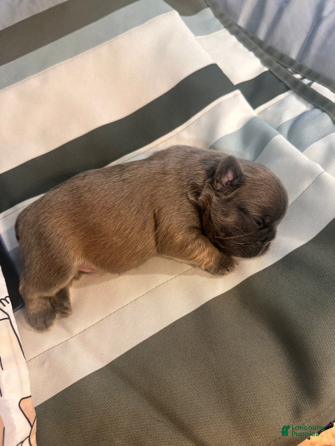 French Bulldog dogs for sale: French Bulldog Puppy 1 - Ad 1