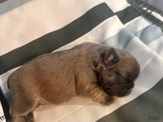 French Bulldog dogs French Bulldog Puppy 1 - Ad 30
