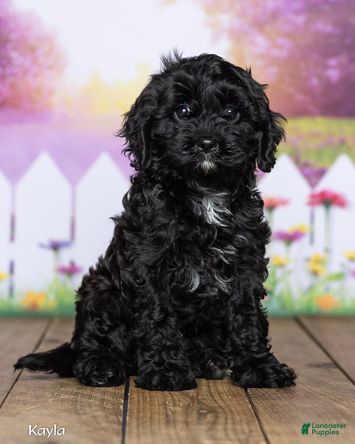 Cavapoo dogs Kayla - Ad 1