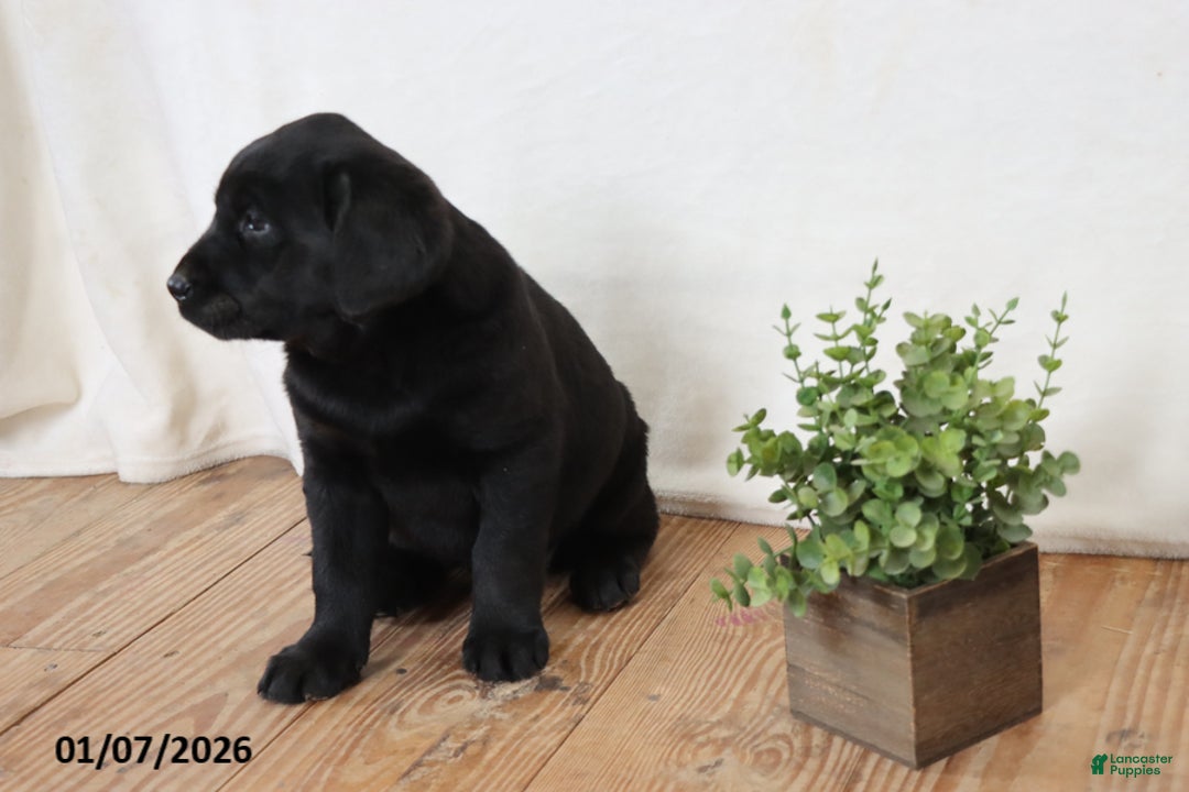 Labrador Retriever dogs for sale: Pumpkin - Ad 6