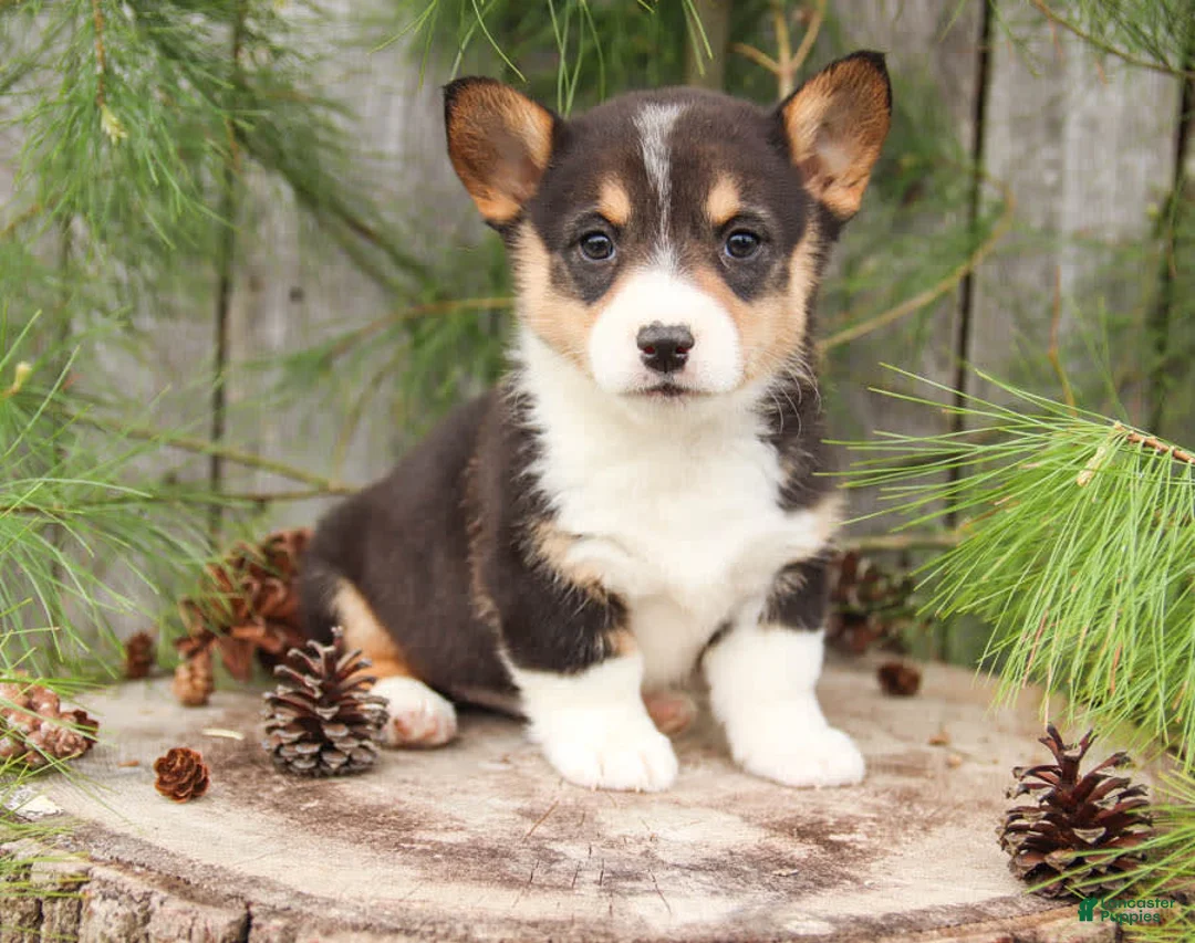 Gallery Image {{count}}