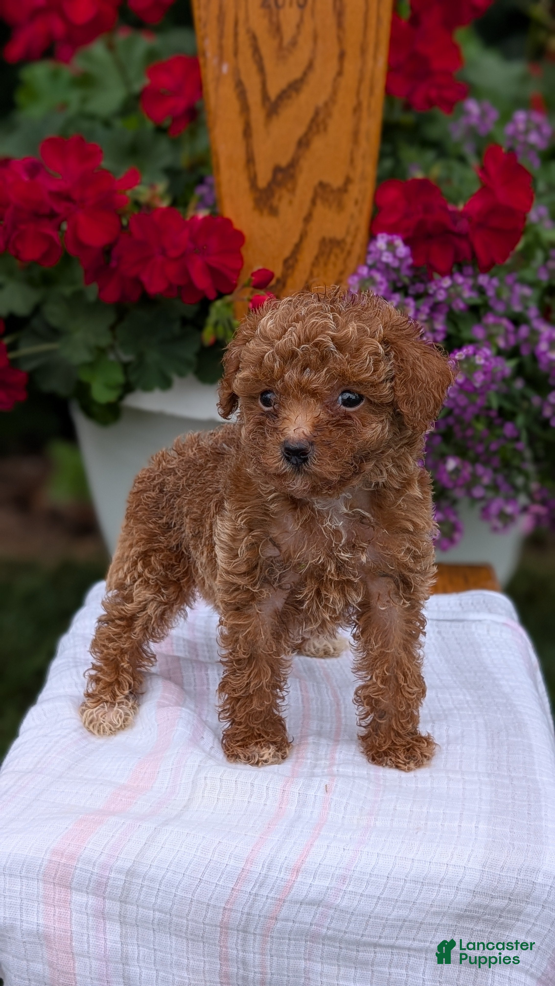 Toy Poodle dogs Luna - Ad 2