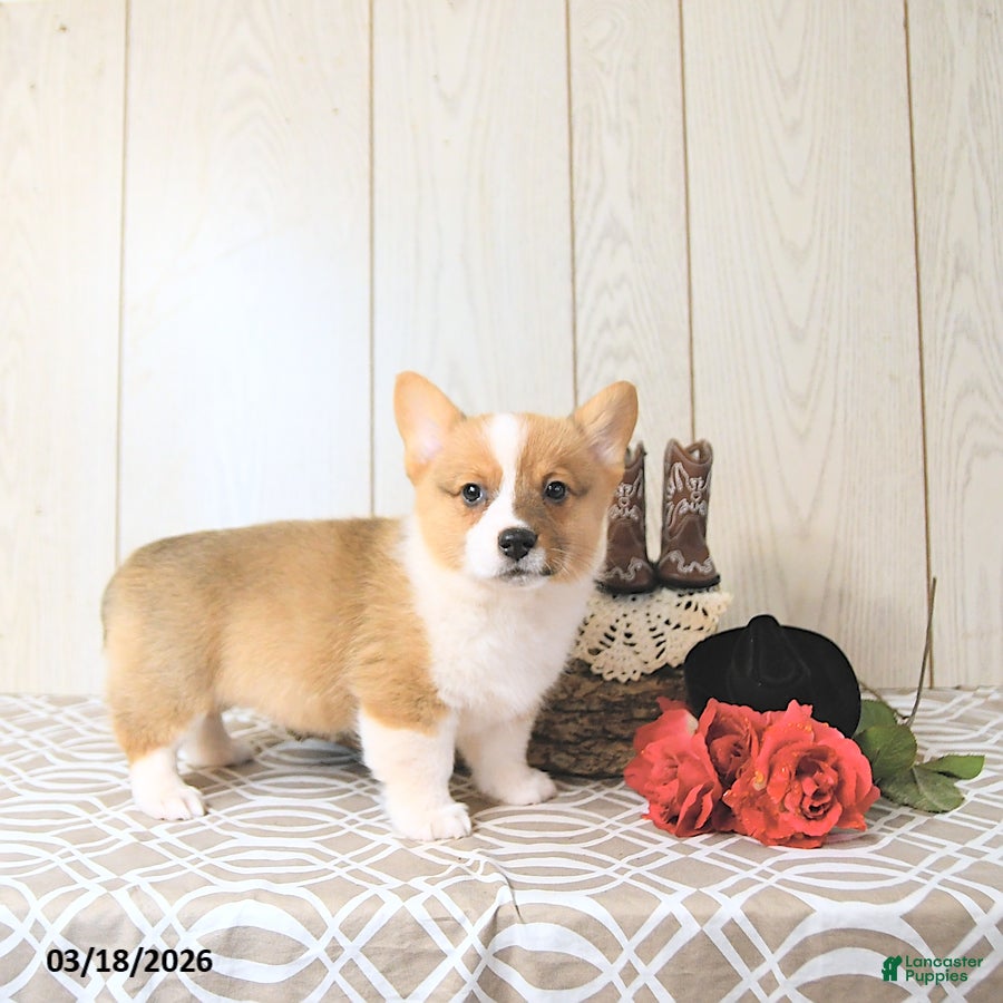 Welsh Corgi Pembroke dogs Bruce - Ad 2