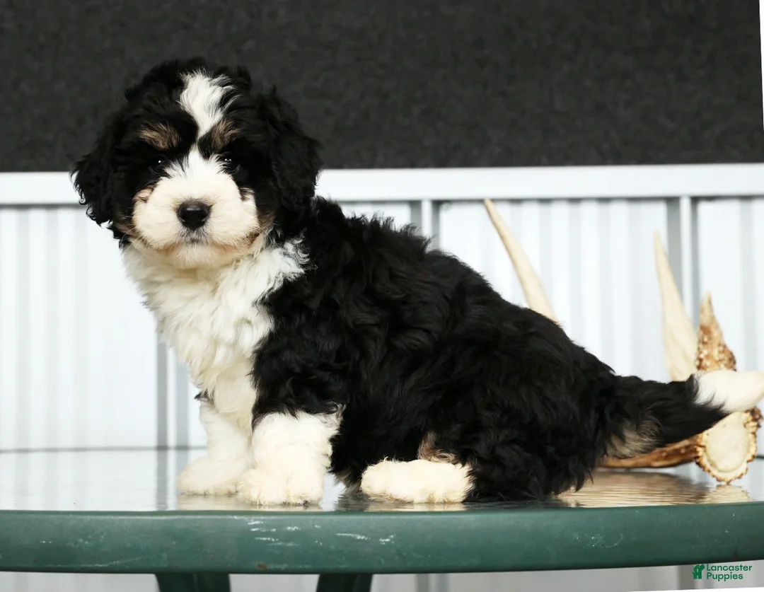 Mini Bernedoodle dogs for sale: Joy - Ad 1