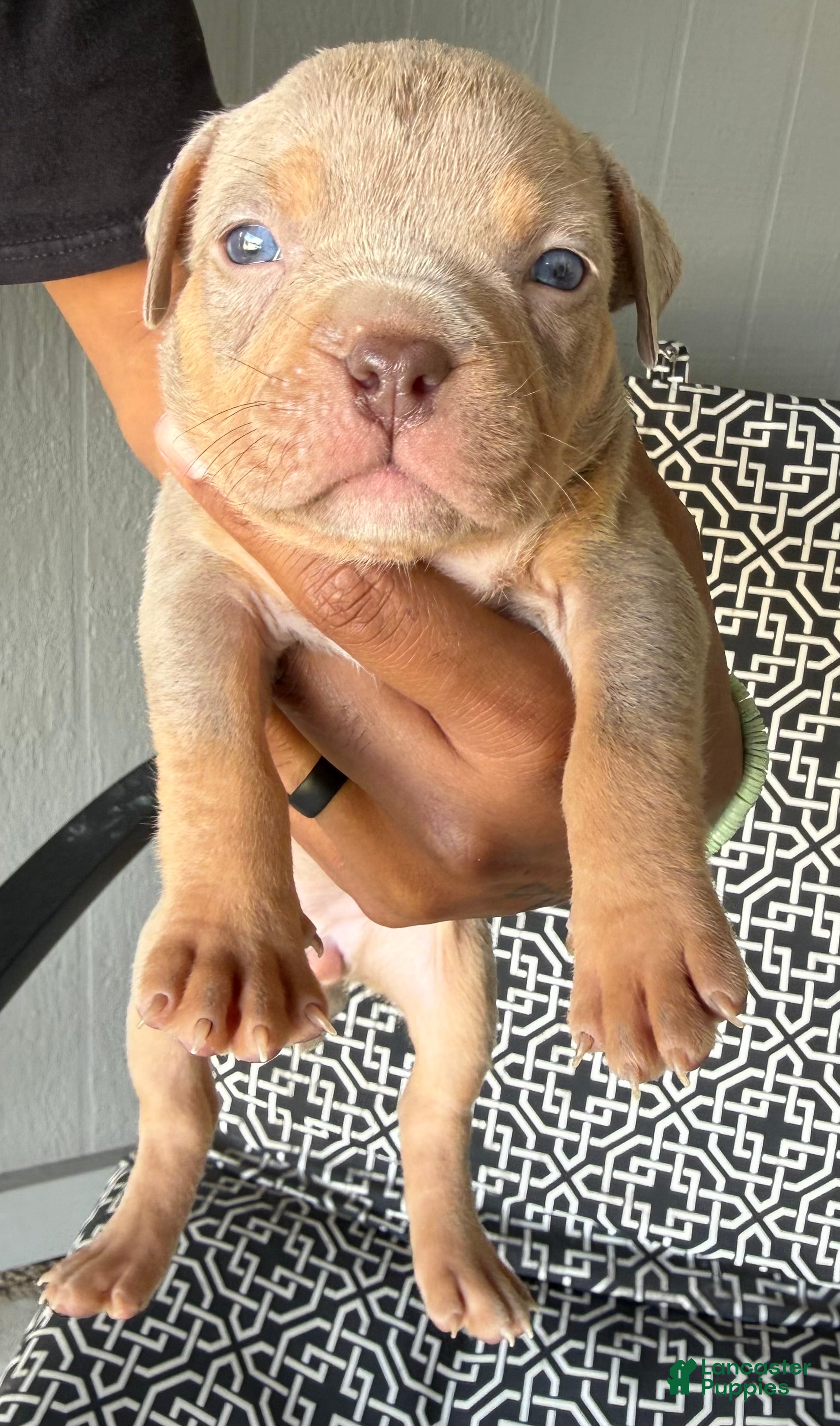 American Bully dogs for sale: American Bully 8 - Ad 33