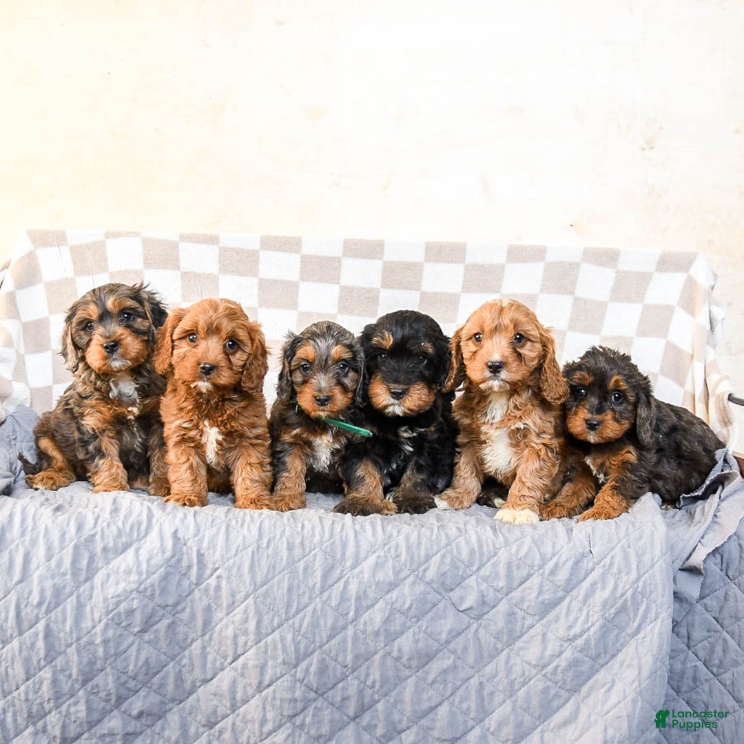 Cavapoo dogs for sale: Rain - Ad 3