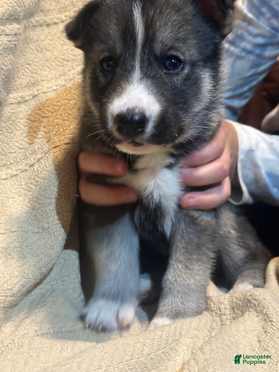 Siberian Husky dogs for sale: Siberian Husky Puppy 1 - Ad 5
