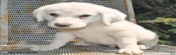Great Pyrenees dogs for sale: Maverick - Ad 3