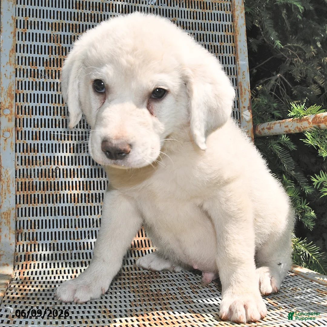Great Pyrenees dogs for sale: Maverick - Ad 3