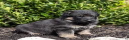German Shepherd dogs for sale: Bess - Ad 3