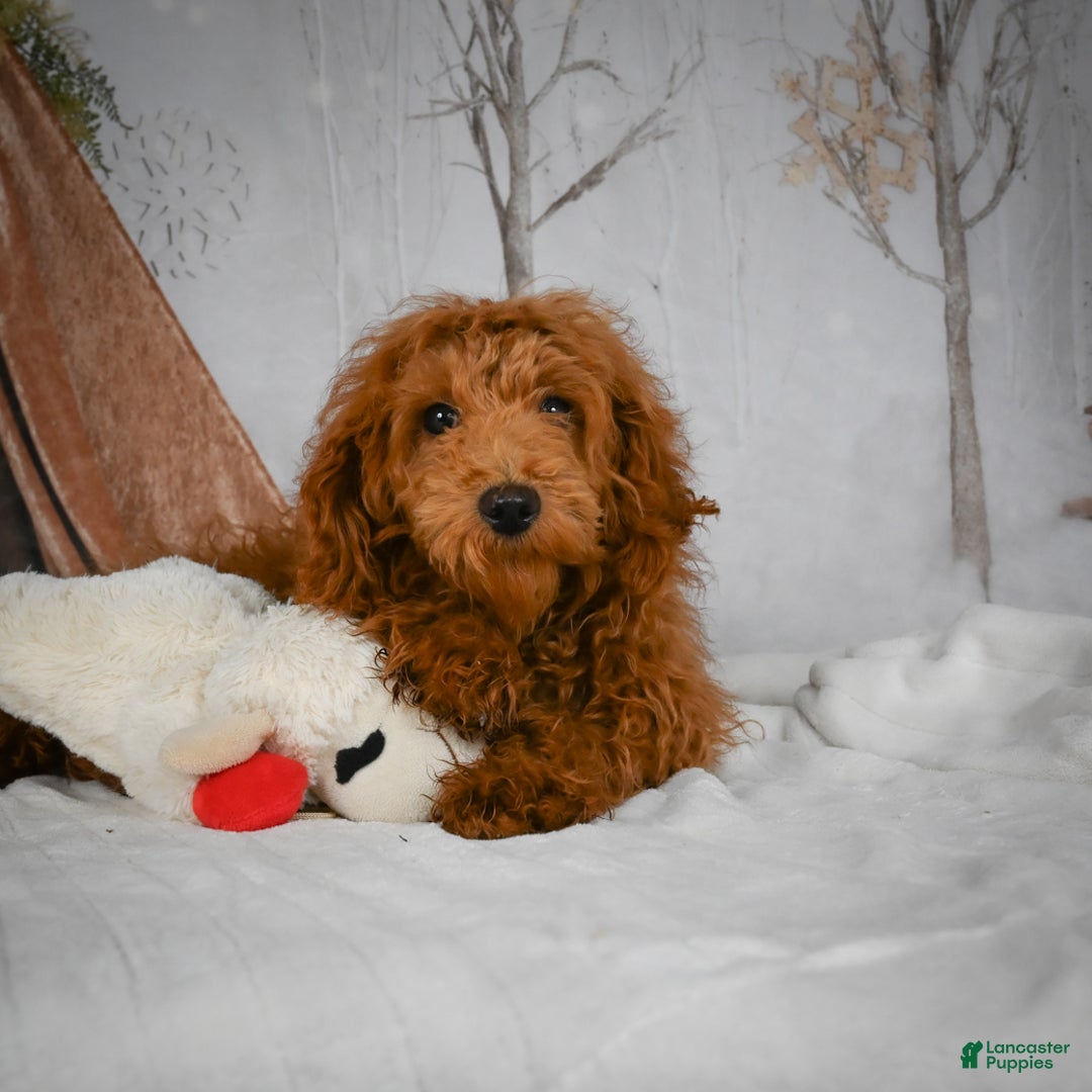 Mini Goldendoodle dogs for sale: Sammie - Ad 7