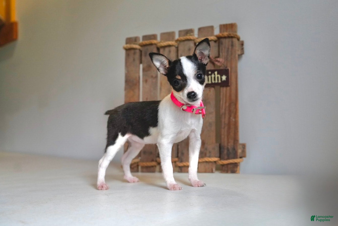 Toy Fox Terrier dogs Toy Fox Terrier Puppy 2 Autumn - Ad 2