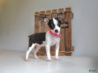 Toy Fox Terrier dogs Toy Fox Terrier Puppy 2 Autumn - Ad 5