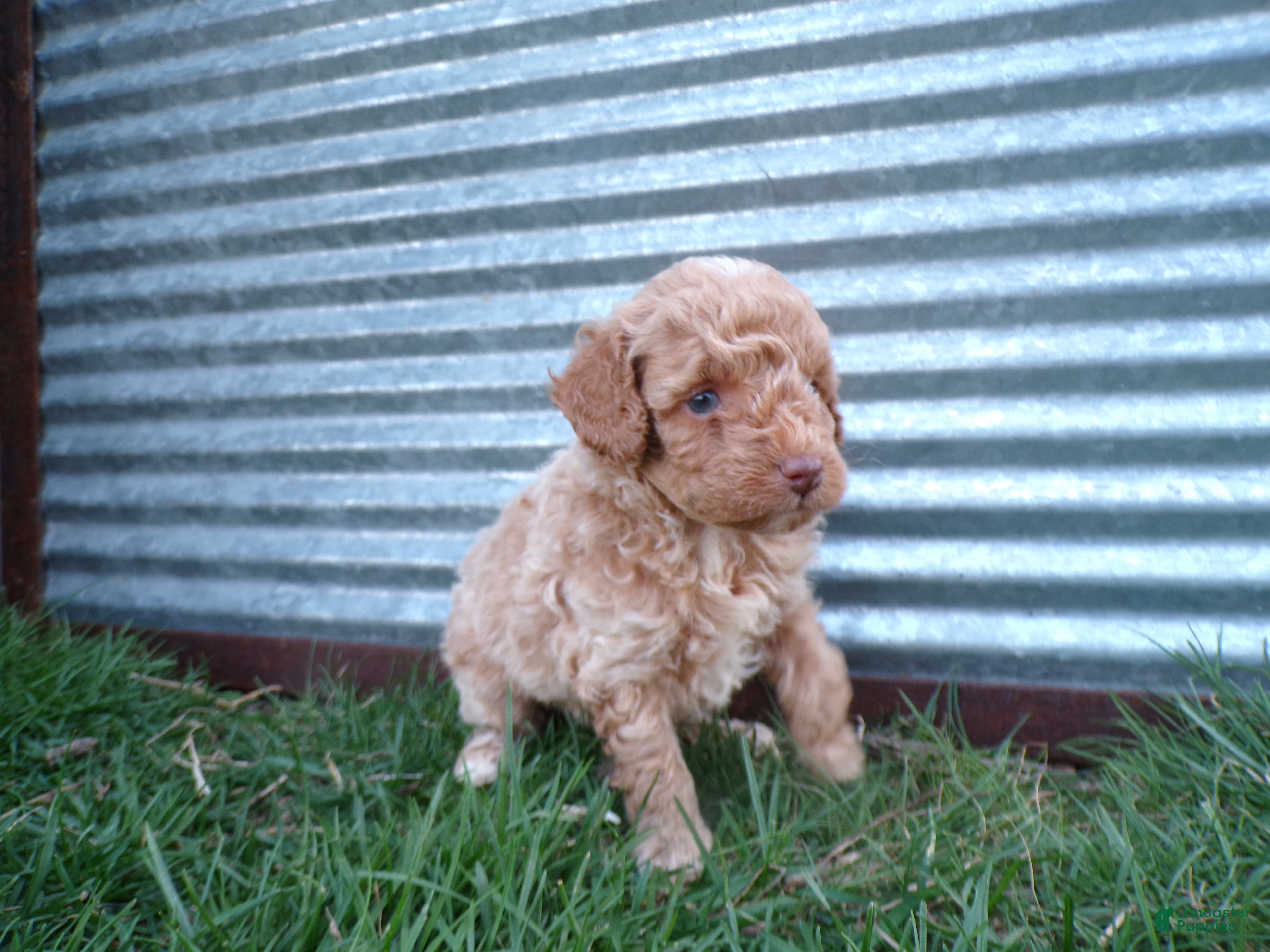 Toy Poodle dogs Riley - Ad 2