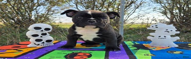 Olde English Bulldogge Puppy Spooky