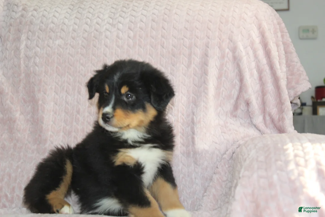 Australian Shepherd dogs for sale: Parker - Ad 2