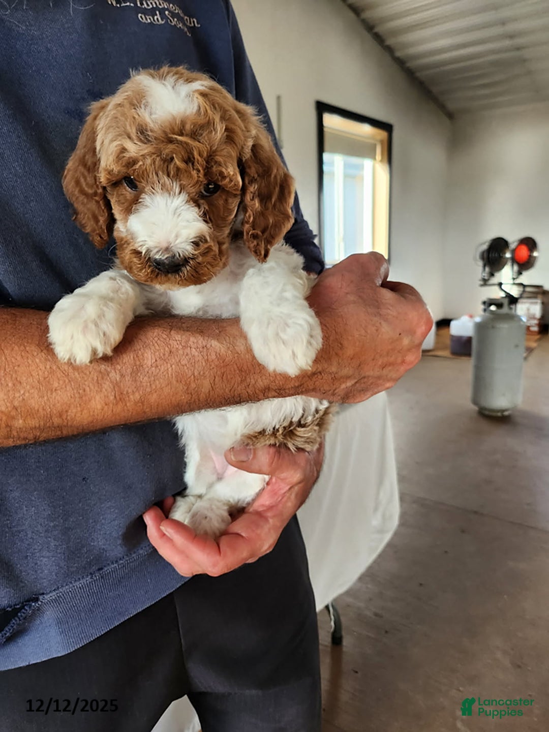 Goldendoodle dogs for sale: Hilda - Ad 3