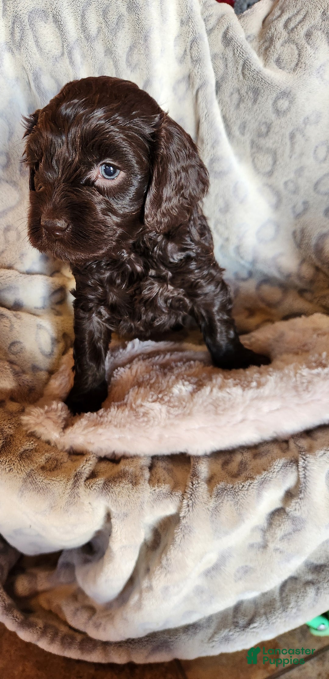 Mixed Breed dogs for sale: Lexie - Ad 8