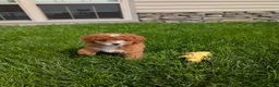 Cavapoo dogs for sale: Jessica - Ad 3