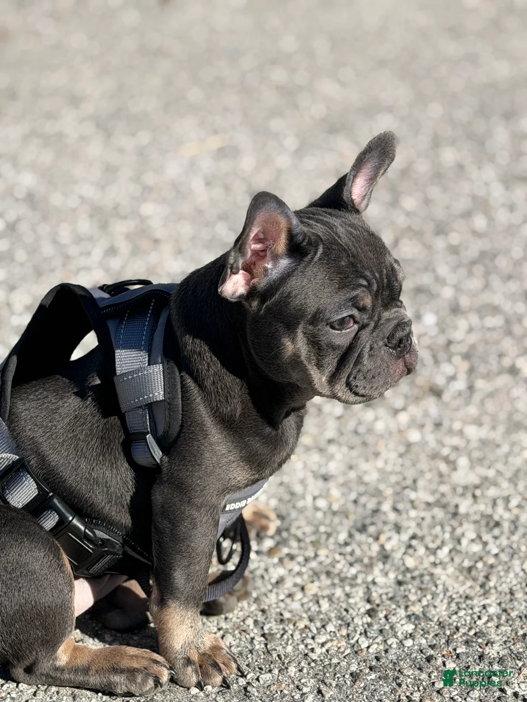 French Bulldog dogs for sale: French Bulldog Puppy 1 - Ad 2