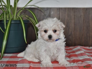 Maltese dogs Lewis - Ad 31